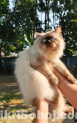 Adult female cat